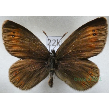Erebia oeme (Hübner, 1804) Bulgaria22k